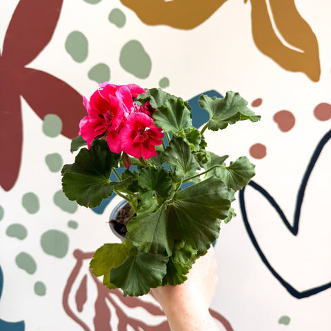 Pelargonium 'Castello Dm Claire Rose Red Eye' - Bedding Geranium - Sprouts of Bristol