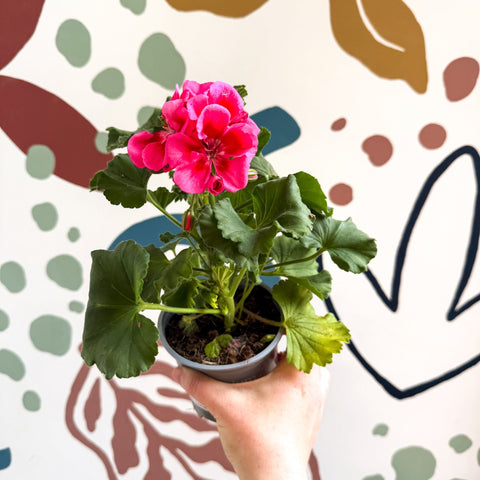 Pelargonium 'Castello Dm Claire Rose Red Eye' - Bedding Geranium - Sprouts of Bristol