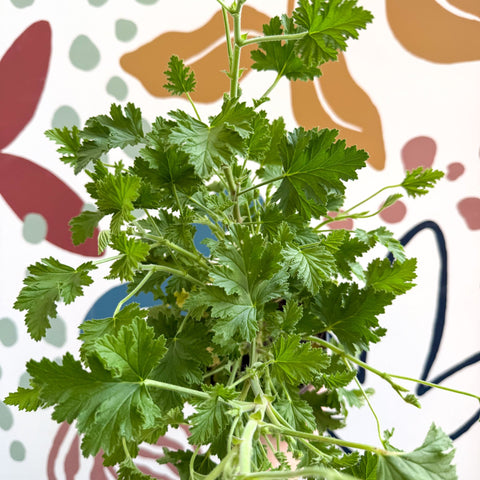 Pelargonium crispum – Lemon - Scented Geranium - Sprouts of Bristol