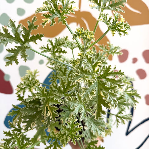 Pelargonium crispum ‘Variegatum’ – Mint Scented Geranium - Sprouts of Bristol
