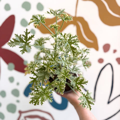 Pelargonium crispum ‘Variegatum’ – Mint Scented Geranium - Sprouts of Bristol