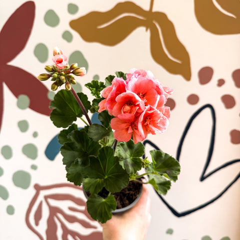 Pelargonium zonale 'Montevideo' - Bedding Geranium - Sprouts of Bristol