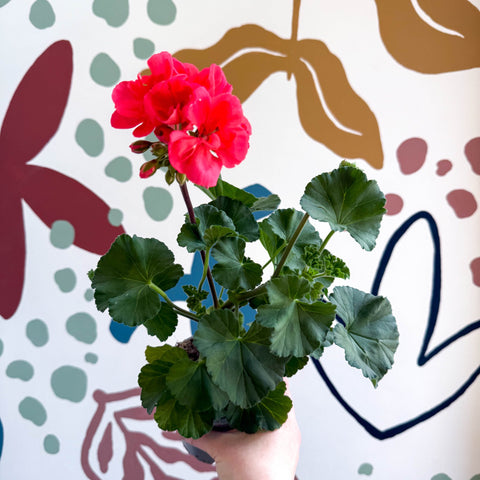 Pelargonium zonale 'Toscana Sil Lisa' - Bedding Geranium - Sprouts of Bristol