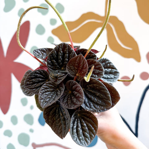 Peperomia caperata 'Chocolat' - Radiator Plant - Sprouts of Bristol