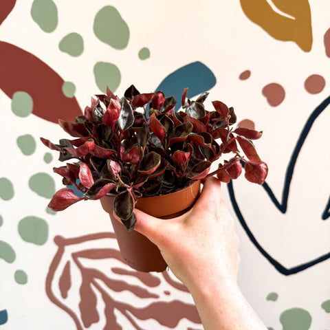 Peperomia columbiana ‘Metallica’ - Sprouts of Bristol