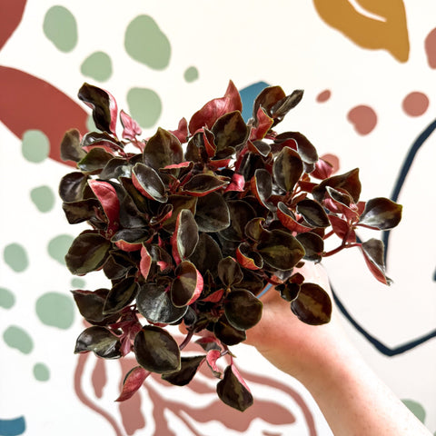 Peperomia columbiana ‘Metallica’ - Sprouts of Bristol