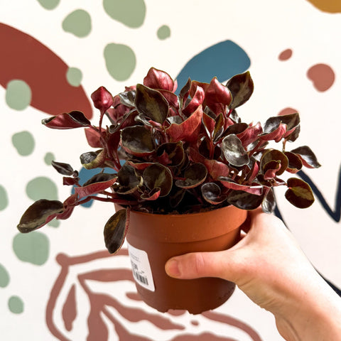 Peperomia columbiana ‘Metallica’ - Sprouts of Bristol