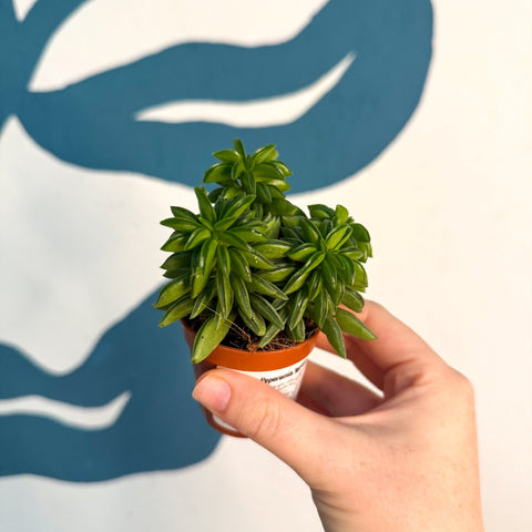 Peperomia ferreyrae 'Happy Bean' - Sprouts of Bristol