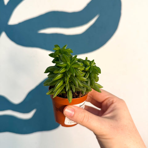 Peperomia ferreyrae 'Happy Bean' - Sprouts of Bristol