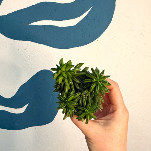 Peperomia ferreyrae 'Happy Bean' - Sprouts of Bristol