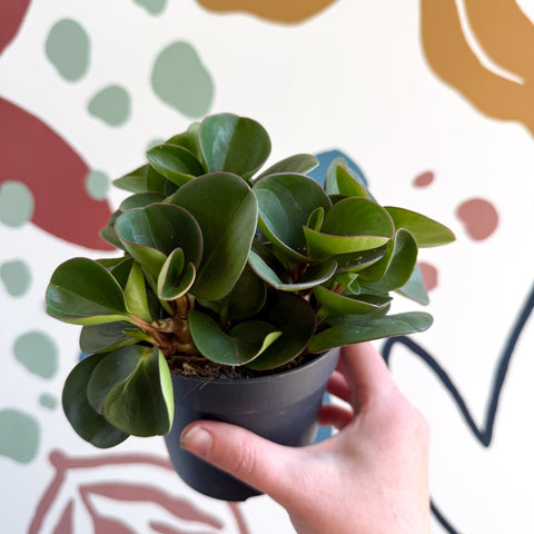 Peperomia obtusifolia 'Green Drops' - Baby Rubber Plant - Sprouts of Bristol
