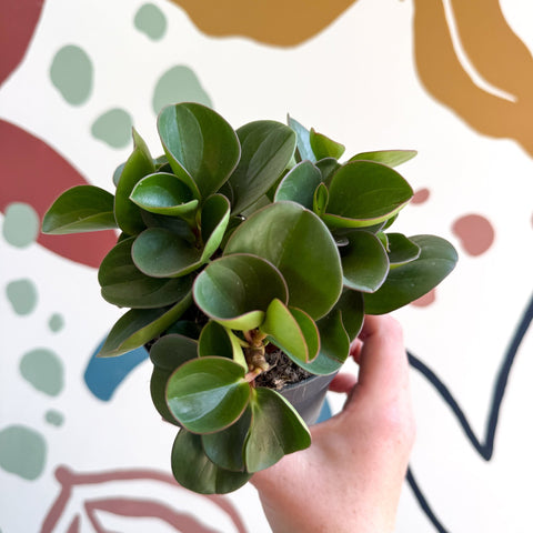 Peperomia obtusifolia 'Green Drops' - Baby Rubber Plant - Sprouts of Bristol
