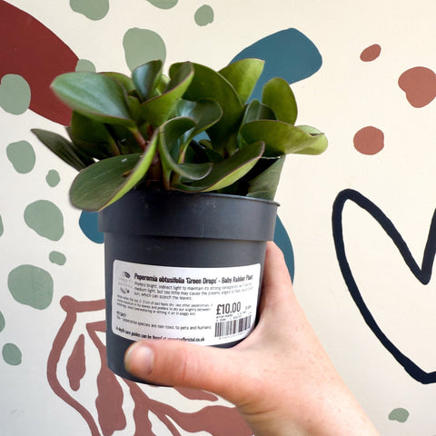 Peperomia obtusifolia 'Green Drops' - Baby Rubber Plant - Sprouts of Bristol