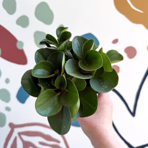 Peperomia obtusifolia 'Green Drops' - Baby Rubber Plant - Sprouts of Bristol