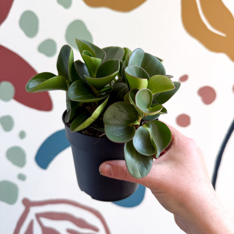 Peperomia obtusifolia 'Green Drops' - Baby Rubber Plant - Sprouts of Bristol