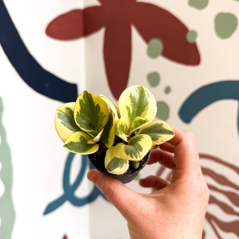 Peperomia obtusifolia 'Obtipan Bicolor' - Baby Rubber Plant - Sprouts of Bristol