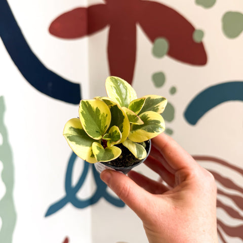 Peperomia obtusifolia 'Obtipan Bicolor' - Baby Rubber Plant - Sprouts of Bristol