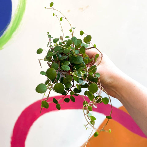 Peperomia prostrata 'Pepperspot' - String of Coins - Sprouts of Bristol