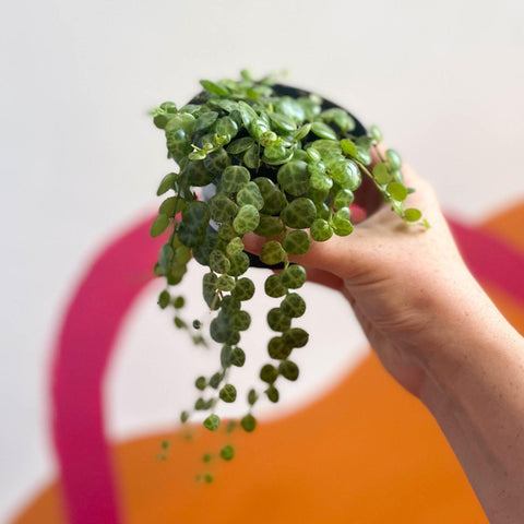 Peperomia prostrata - String of Turtles - Sprouts of Bristol