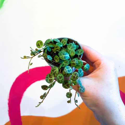 Peperomia prostrata - String of Turtles - Sprouts of Bristol