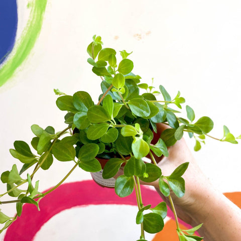 Peperomia rotundifolia - Trailing Jade Plant - Sprouts of Bristol