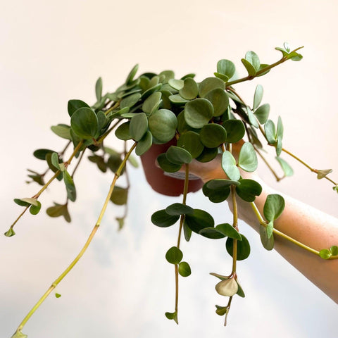 Peperomia tetraphylla 'Hope' - Sprouts of Bristol