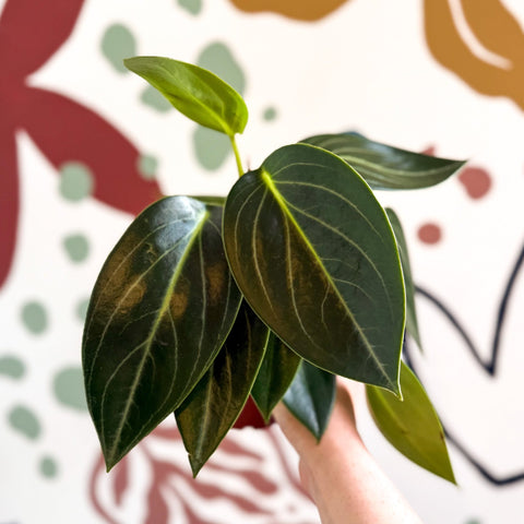 Peperomia ‘Vanilla’ - Sprouts of Bristol