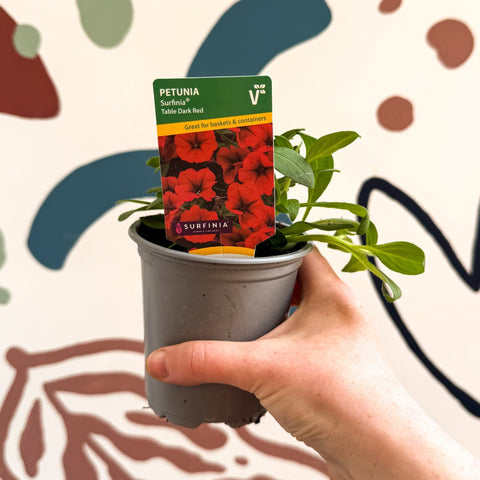 Petunia 'Surfinia Table Dark Red' - British Grown - Sprouts of Bristol