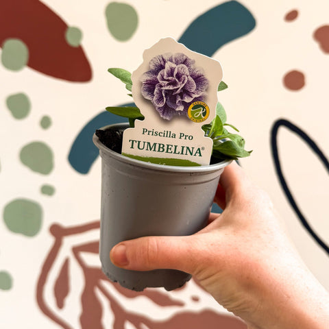 Petunia 'Tumbelina Priscilla Pro' - British Grown - Sprouts of Bristol