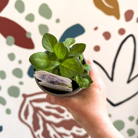 Petunia 'Tumbelina Priscilla Pro' - British Grown - Sprouts of Bristol