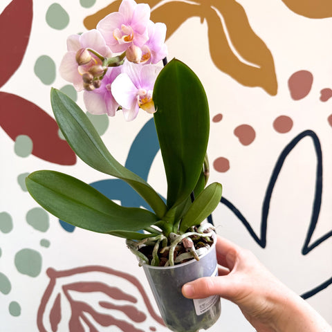 Phalaenopsis 'Andorra' - Pale Pink Moth Orchid - Sprouts of Bristol