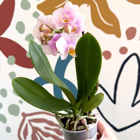 Phalaenopsis 'Andorra' - Pale Pink Moth Orchid - Sprouts of Bristol