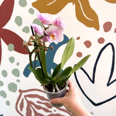 Phalaenopsis 'Andorra' - Pale Pink Moth Orchid - Sprouts of Bristol