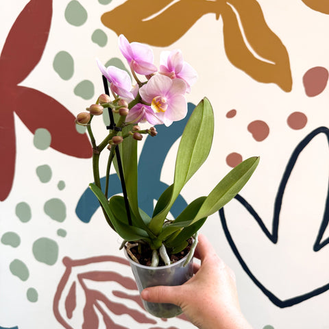 Phalaenopsis 'Andorra' - Pale Pink Moth Orchid - Sprouts of Bristol