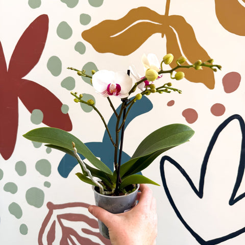 Phalaenopsis 'Gibraltar' - White & Dark Pink Moth Orchid - Sprouts of Bristol
