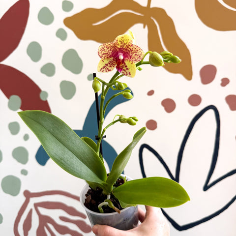 Phalaenopsis - Lime Green Yellow and Bright Pink Spotted Moth Orchid - Sprouts of Bristol