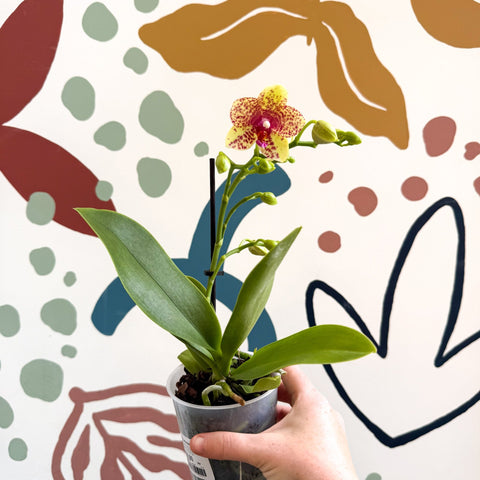 Phalaenopsis - Lime Green Yellow and Bright Pink Spotted Moth Orchid - Sprouts of Bristol