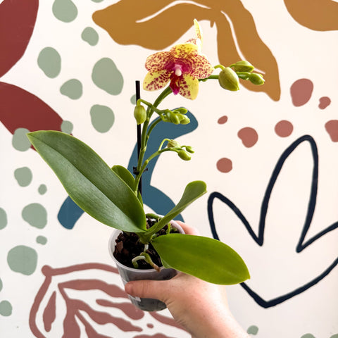 Phalaenopsis - Lime Green Yellow and Bright Pink Spotted Moth Orchid - Sprouts of Bristol