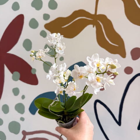 Phalaenopsis Mini Wild White Moth Orchid – Cloud Series - Sprouts of Bristol