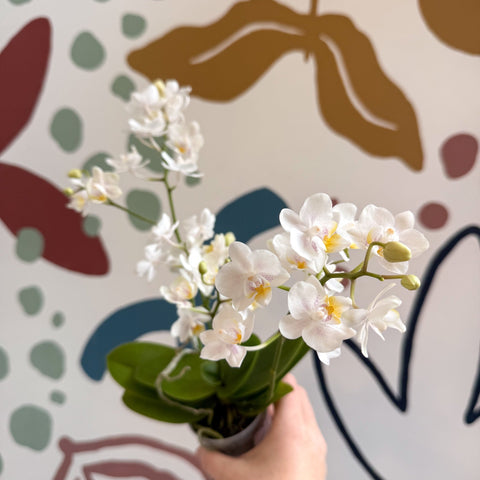 Phalaenopsis Mini Wild White Moth Orchid – Cloud Series - Sprouts of Bristol