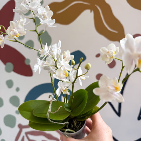 Phalaenopsis Mini Wild White Moth Orchid – Cloud Series - Sprouts of Bristol