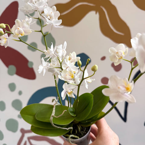 Phalaenopsis Mini Wild White Moth Orchid – Cloud Series - Sprouts of Bristol
