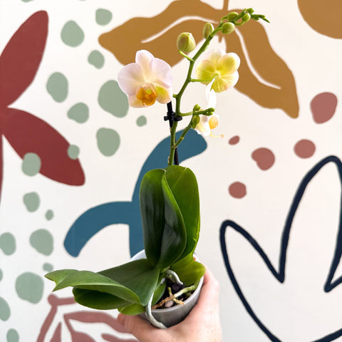 Phalaenopsis - Pale Peachy Pink Moth Orchid - Sprouts of Bristol