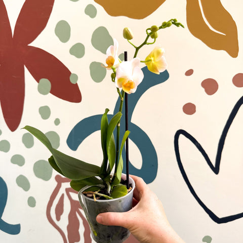 Phalaenopsis - Pale Peachy Pink Moth Orchid - Sprouts of Bristol
