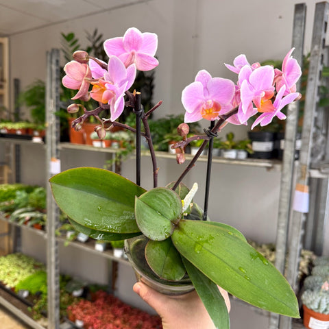 Phalaenopsis 'Romantico' - Pink Moth Orchid - Sprouts of Bristol
