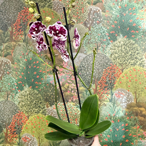 Phalaenopsis ‘Speechless Elegance’ – Moth Orchid - Sprouts of Bristol