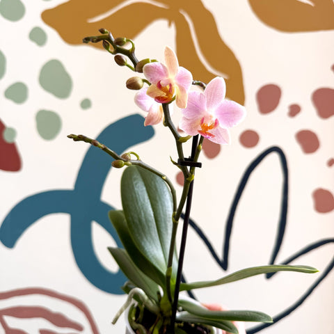 Phalaenopsis 'Treviso' - Pale Pink Moth Orchid - Sprouts of Bristol