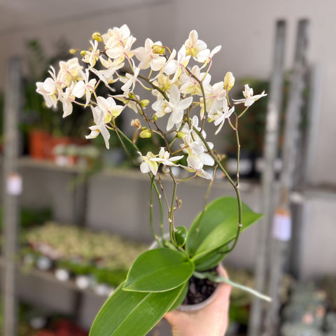 Phalaenopsis - Wild White Moth Orchid - Sprouts of Bristol
