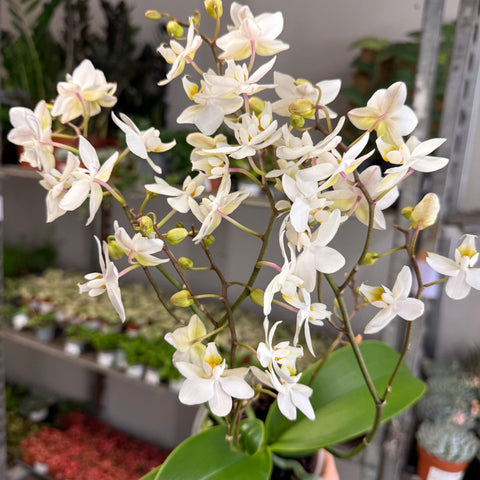 Phalaenopsis - Wild White Moth Orchid - Sprouts of Bristol