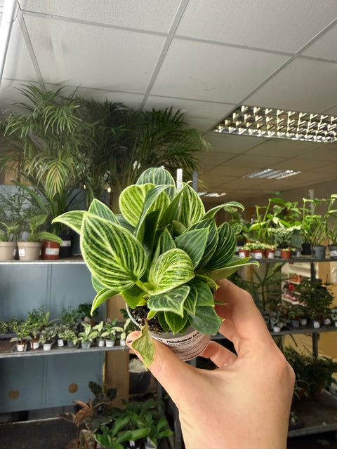 Philodendron birkin 'White Measure' - Sprouts of Bristol